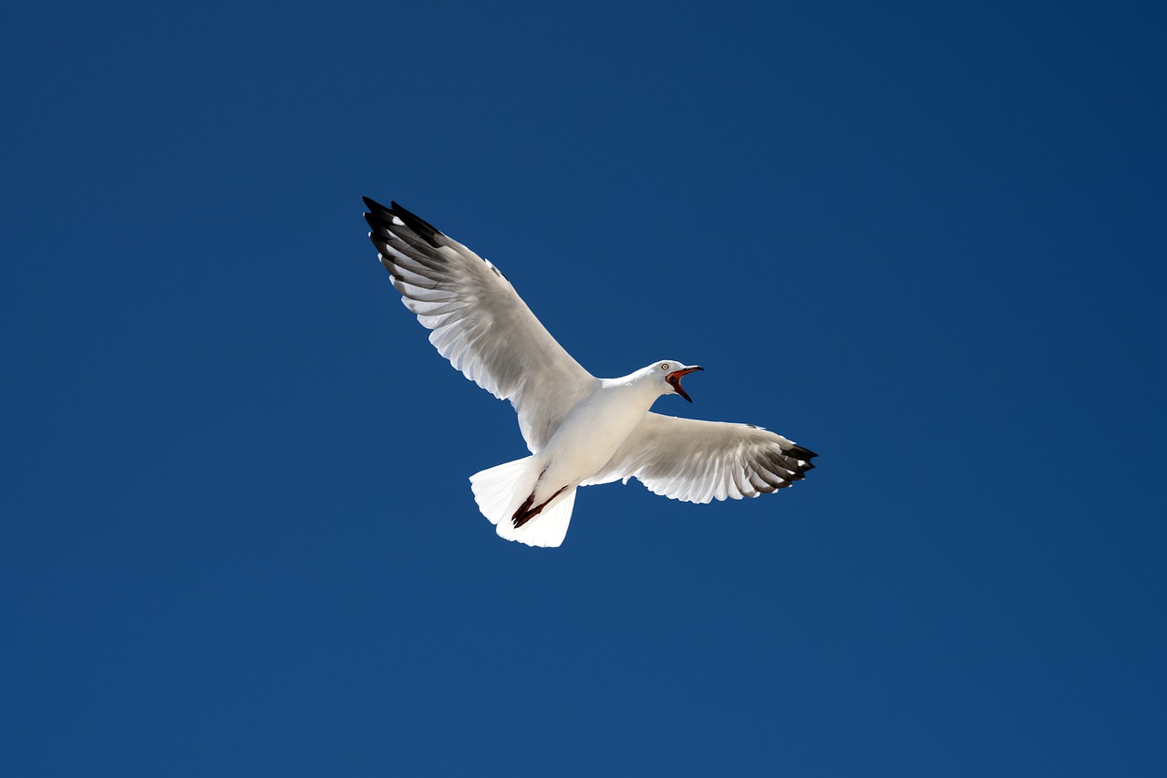 silver gull, bird, seagull-7787328.jpg